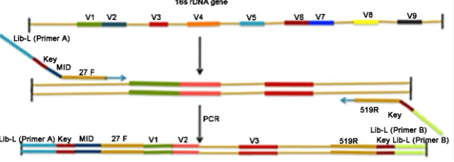 Figure 1. Schematic depiction of PCR primers used to amplify a 16S rDNA gene segment. The 16S rDNA gene includes a conserved region (thin line) and nine hypervariable re-gions (V1-V9)