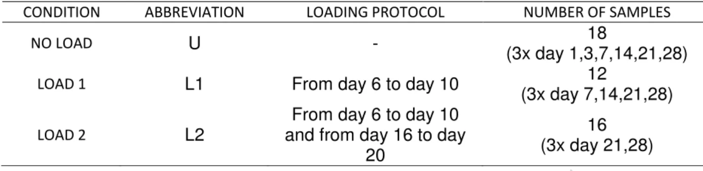 Table 2: Summary of the total number of samples used for DNA, OCN and µCT analysis at each time  point