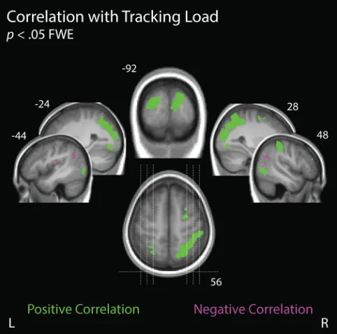 Figure 7. Correlation with Tracking Load. Voxels that exhibited a significant correlation with the number of dots that participants tracked during Attend-MOT are grouped by direction of effect:  positive correlation is shown in green) and negative correlat