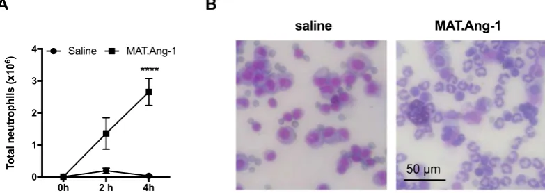 Figure 3. Neutrophil migration in response to MAT.Ang-1 used to stain and images were taken at in vivo