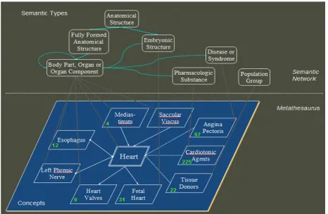 FIGURE 1- Semantic structure of the SN and MT 