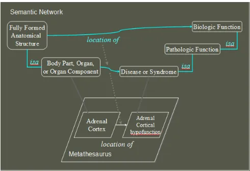 Fig. 2 below shows the general semantic inheritance structure between the UMLS semantic network and Metathesaurus
