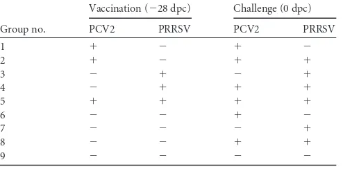 TABLE 1 Study design with vaccination and challenge statuses forPCV2 and PRRSVa