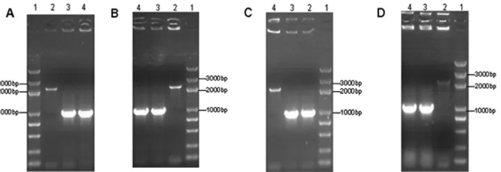 FIG 1 PCR identiﬁcation of B. abortus 2308-SB6 (A), B. abortus S19-RB6 (B), B. melitensis 16 M-MB6 (C), and B