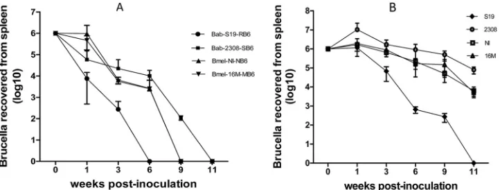 TABLE 5 Pathogenicity of the rough mutants in pregnant sheep
