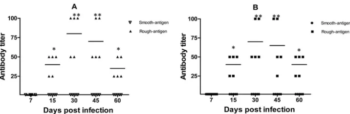 FIG 3 Antibody responses in sheep subcutaneously infected with 10anti-smooth and -rough antigens were determined by SAT as described in Materials and Methods