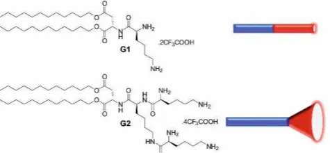 Figure 1.  Structures of self-assembling dendrons G1 and G2 with a schematic of their molecular shapes