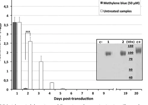 FIG 1 Classical swine fever virus E2 antigen expression in the milk of adenovirally transduced goats