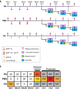 FIG 1 Overview of study design and differential gene expression. (A) Schematic diagram of blood sampling schedule and challenge outcomes