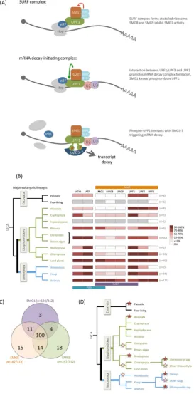 Figure 1. NMD factors and PIKKs have been retained and lost throughout eukaryote evolution