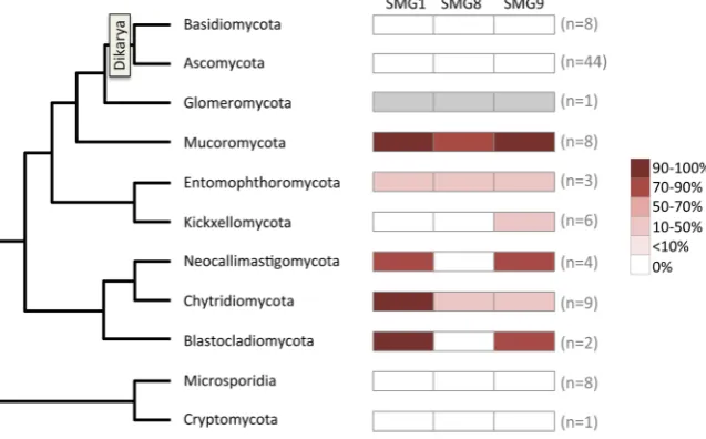 Figure 2. The fungal kingdom has retained SMG1. A total of 94 fungal genomes were surveyed for the presence or absence of genes encoding the individual members of the SMG1C (SMG1, SMG8 and SMG9)