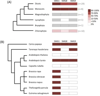Figure 3. Plants show independent losses of SMG1. A total of 50 green plant genomes were surveyed for the (flowering plants), presence or absence of genes encoding the individual members of the SMG1C (SMG1, SMG8 and SMG9)
