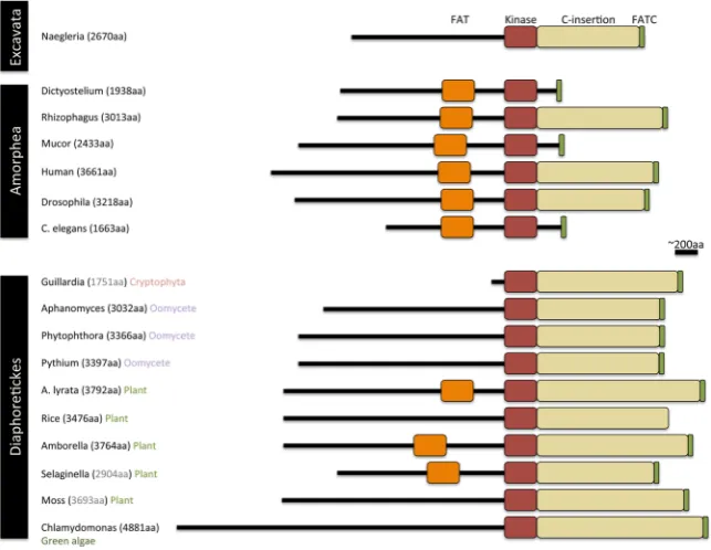 Figure 4. The domain structure of SMG1 proteins from the Amorphea and Diaphoretickes. The SMG1 kinase is characterised by three domains, the FAT domain (orange), the kinase domain (red) and the FATC, located at the C-terminus of the peptide (green)