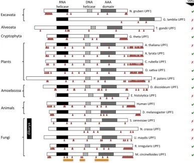 Figure 5. Mapping of S/TQ dipeptide motifs in UPF1 proteins from across the eukaryotes