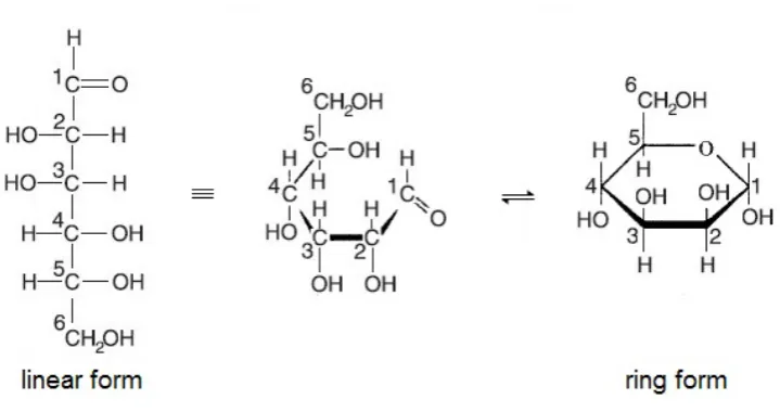 Figure 2.1: The linear form and ring form of a monosaccharide (mannose).