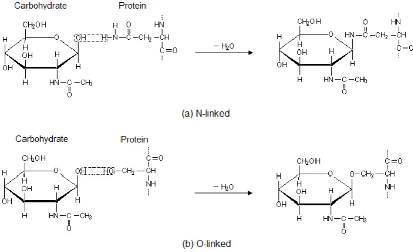 Figure 2.4: N-linked and O-linked glycoproteins.