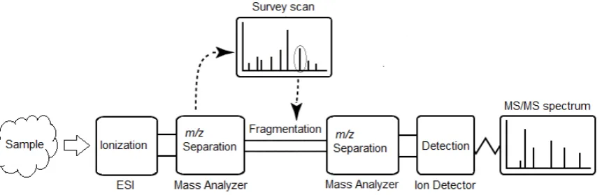 Figure 2.7: Schematic of tandem mass spectrometry. The sample is ionized in the mass ionizerﬁrst, and then analyzed by the ﬁrst mass analyzer