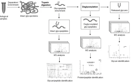 Figure 2.8: The strategies of mass spectrometry based glycoproteomics analysis. One strategyis to isolate glycans from glycopeptides and then generate mass spectra of the released glycansand deglycosylated peptides separately