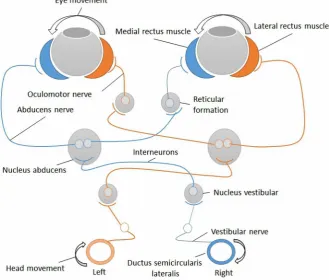 Figure 2. Schematic illustration of the three neural arc reflex of VOR (Source:  https://en.wikipedia.org/wiki/Vestibulo%E2%80%93ocular_reflex)