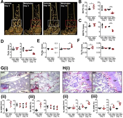 Figure 1: Melphalan treatment increases osteoclast numbers in bone and reduces bone mass in mice