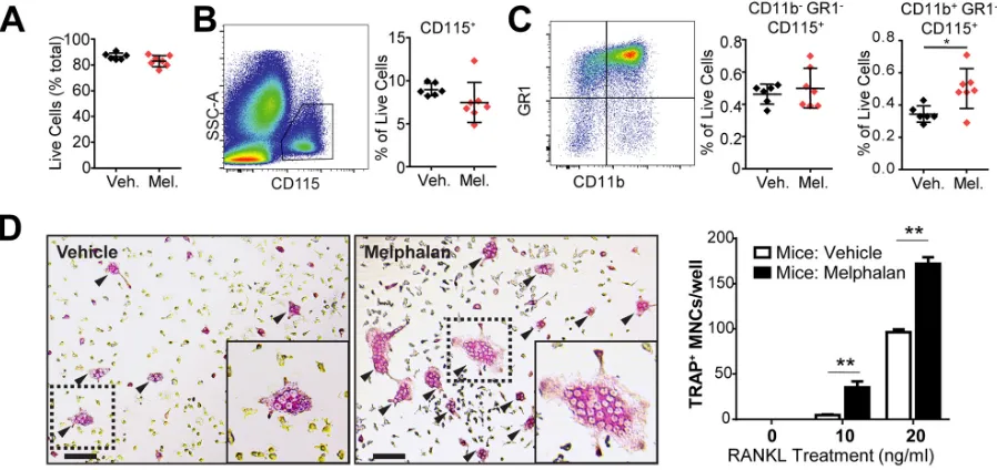 Figure 2: Melphalan treatment in vivo results in altered osteoclast progenitor numbers in the femoral bone marrow.(A-C) Flow cytometry analysis of bone marrow cells from mice treated with vehicle (Veh.) or melphalan (Mel.) for 3 days
