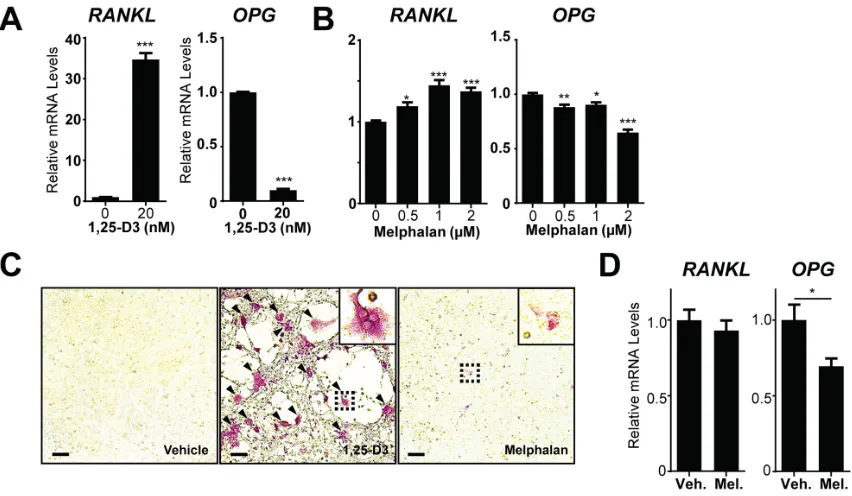 Figure 5: Melphalan increases RANKL expression in primary bone marrow stromal cells (BMSCs) in vitro