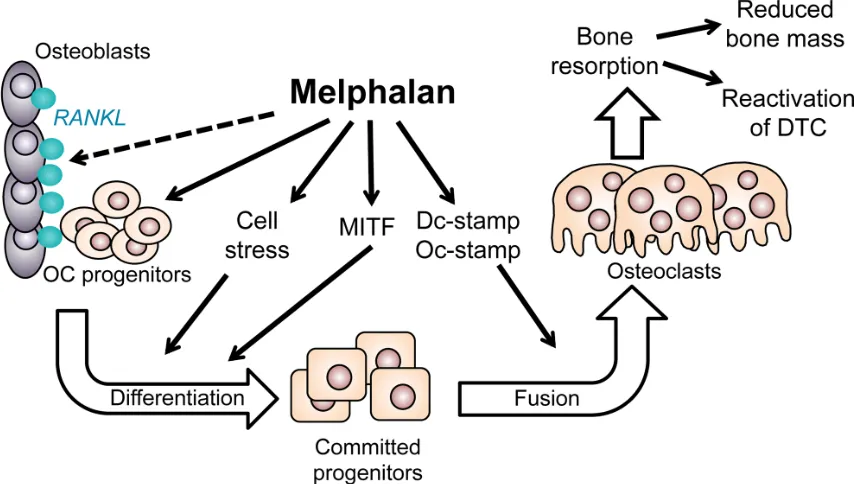Figure 6: Diagram summarizing the positive effects of melphalan on osteoclast formation in this study