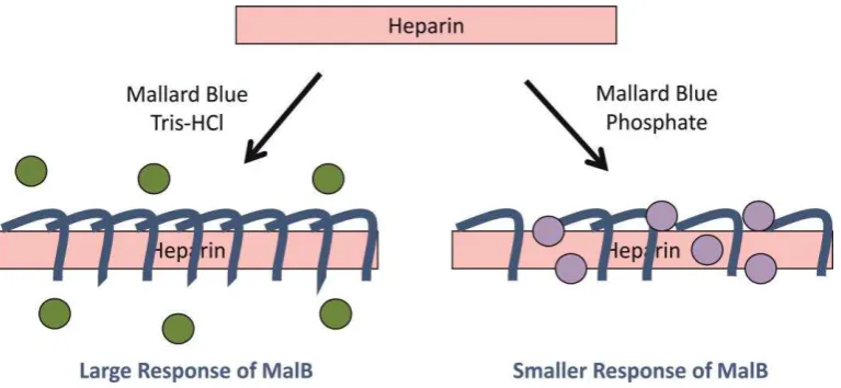 Figure 5.  Schematic of Mallard Blue (crescent-shaped) binding to heparin in different 