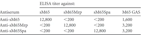 TABLE 1 Speciﬁcity of rabbit antisera against sM65, sM65Mrp, andsM65Spa and reactivity with whole M65 streptococci