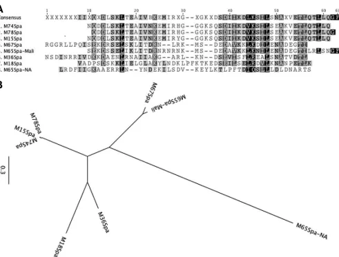 FIG 3 Deduced amino acid sequences of the N-terminal 50 amino acids of different Spa proteins (A) and their sequence relatedness depicted by a phylogenetictree (B).