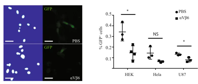 Figure 5. Blocking integrin receptor αVβ6 reduces AAV9 transduction in multiple cell lines