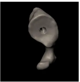 Figure 3-8 Rendering the scapula using directional light ‎
