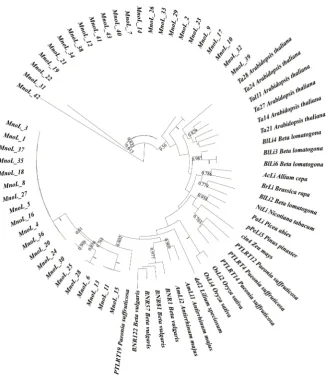 Figure 3. Phylogenetic analysis of reverse transcriptase fragments from mulberry and other thirteen plant species