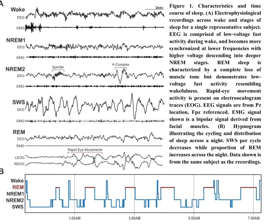 Figure 1. Characteristics and time course of sleep. (A) Electrophysiological recordings across wake and stages of sleep for a single representative subject