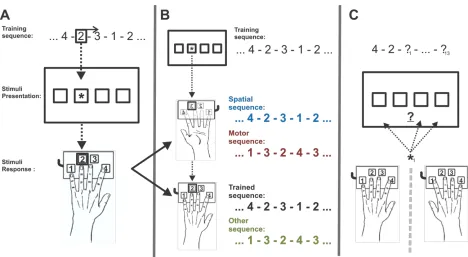 Figure 2. Behavioral tasks. (A) Serial Reaction Time Task (SRTT). A 12-item repeating pattern determines the series of locations an asterisk cue will appear in