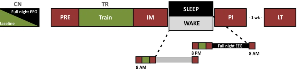 Figure 3. Experimental design. CN – Control session, PRE – Pretraining tests, TR – Training session, IM – Immediate post-training session, PI – Post-interval session, LT – Long-term session