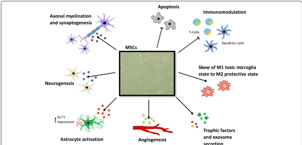 Fig. 3 Potential mechanisms of mesenchymal stem cell efficacy in neurodegeneration. Transplanted MSCs may provide therapeutic responsesthrough paracrine effects and cell-to-cell contacts with resident neural cells