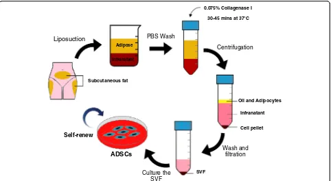 Fig. 2 Isolation process to obtain ADSCs from human lipoaspirate. Fresh lipoaspirate is extensively washed in PBS to remove blood and contaminants.The adipose tissue is then enzymatically digested and the stromal vascular fraction (SVF) is obtained by filt
