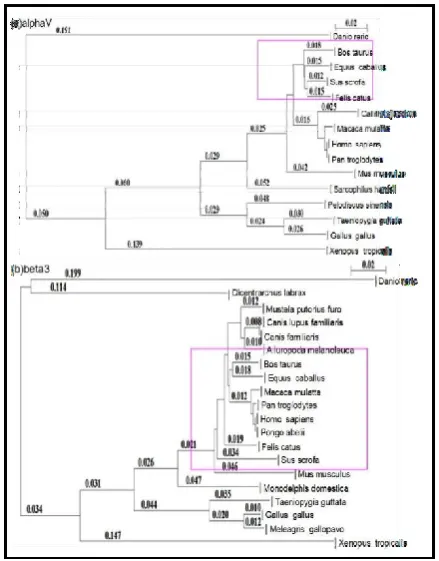 TABLE II. The Conservatism Analysis Of αV Subunit and β3 Subunit  