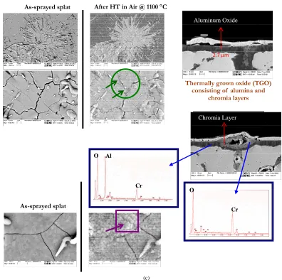 Figure 7. (a) Splat exposed for 2 hr; (b) Splat exposed for 8 hr; (c) Splat exposed for 24 hr