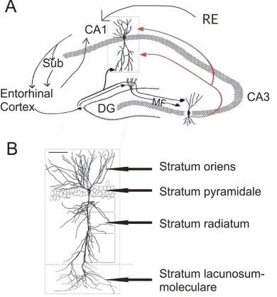 Figure 1. Schematic diagram of hippocampal connections. (A) Coronal section of a rat hippocampus depicting major subregions and circuitry