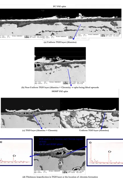 Figure 9. TGO layer between bond coat and YSZ top coat f generated after 24 hr HT in Air at 1100˚C Effect of Chromia  ormation at TGO/YSZ splat interface