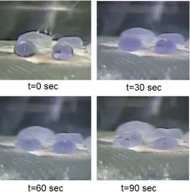 Figure 5. Indentation test on PVA-C surface at t=300sec (60/50 pH 7.4) showing incomplete polymerization with liquid centre 