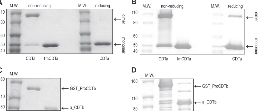 FIG 1 Identiﬁcation and characterization of puriﬁed CDTa and GST_ProCDTb. (A) SDS-PAGE of CDTa and 1mCDTa