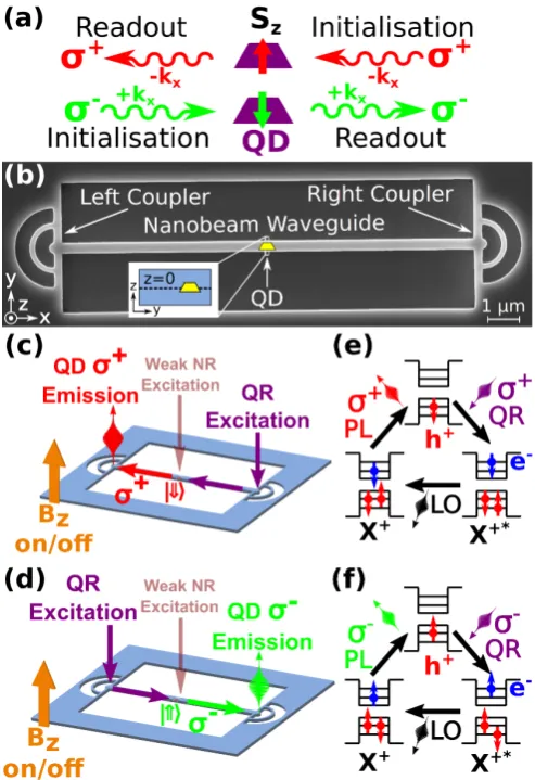 FIG. 1. (color online). (a) Schematic illustrating the rela-tionship between photon polarization (direction (σ+, σ−), propagation−kx, +kx), and trion pseudospin (↑, ↓) for opticalreadout and initialization of a quantum dot spin at a chiralpoint