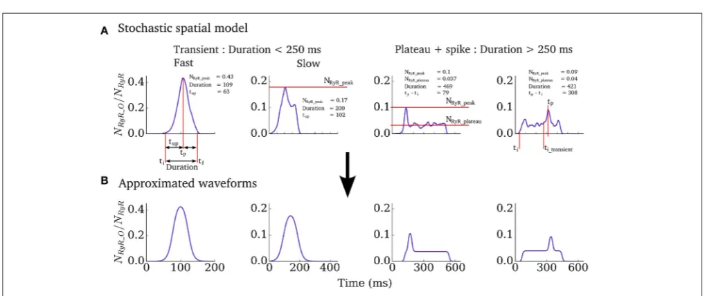 FIGURE 2 | Spontaneous excitation RyR waveforms and parameters. (A) Four examples of RyR waveforms associated with whole-cell spontaneous release events inthe spatial cell model