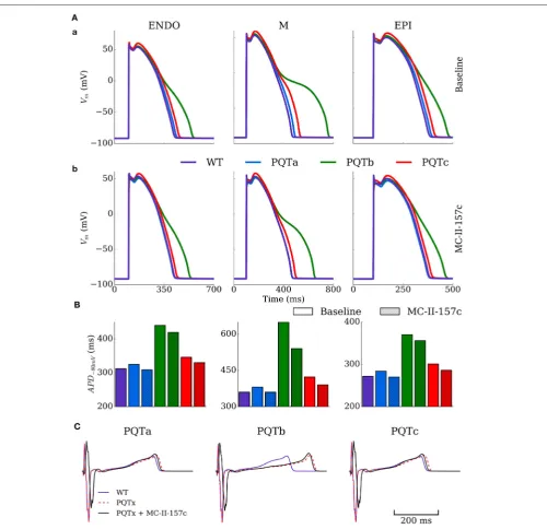 FIGURE 4 | Action potential and ECG morphology and duration in PQT and MC-II-157c.with the application of MC-II-157c (black line), relative to the WT (purple line)