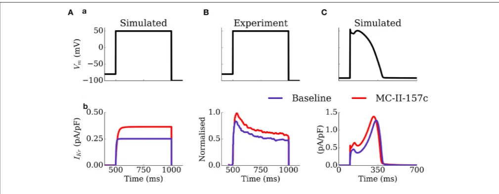 FIGURE 5 | Activity ofsimulation IKr during voltage and AP clamp conditions under the application of MC-II-157c