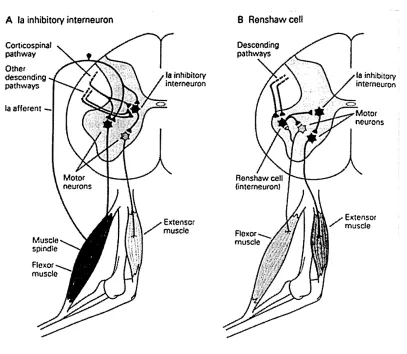 Figure 2.8: 