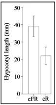 Figure 1. Histogram of the average hypocotyl length under cR and cFR light.  